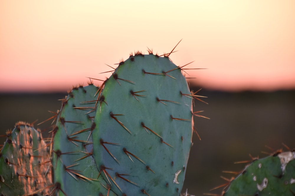 a green cactus with spikes in the desert