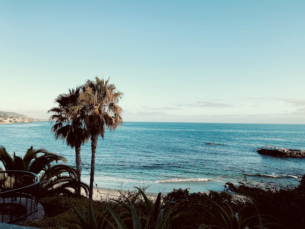 a view of a beach with palm trees in the foreground