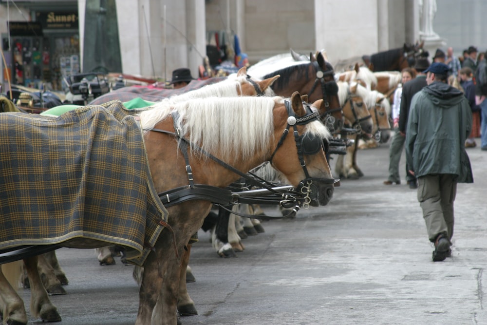 a group of horses that are standing in the street