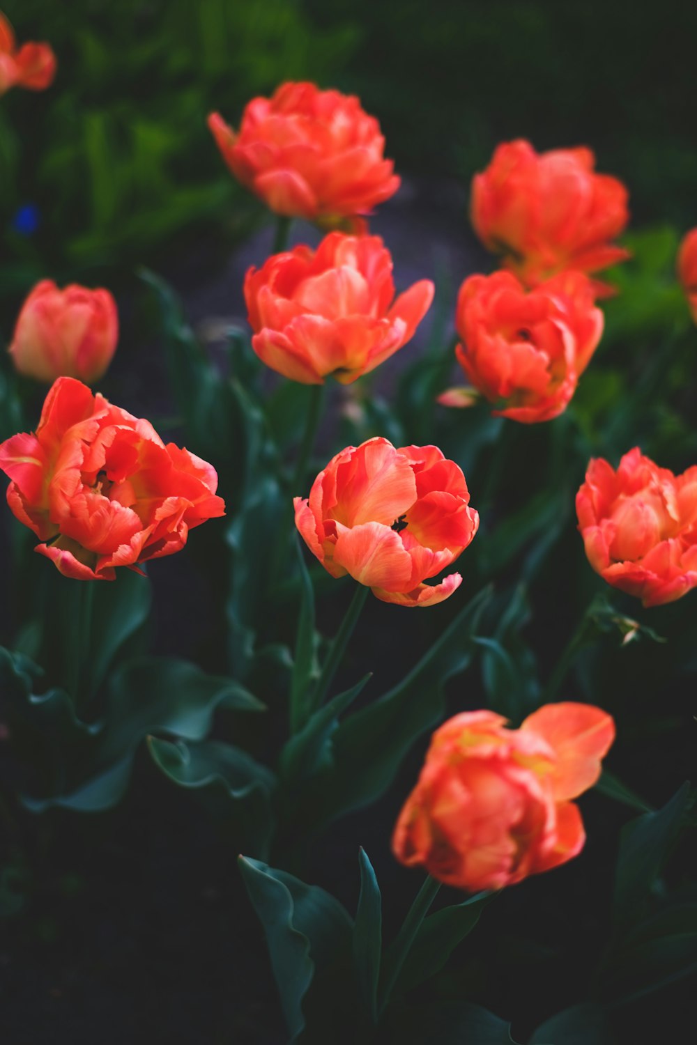 a close up of a bunch of red flowers