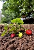 Tiny strawberry plants with ripe red berries peeking through fresh green leaves.
