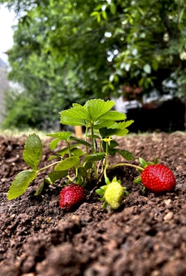 Tiny strawberry plants with ripe red berries peeking through fresh green leaves.