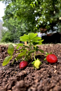 A small strawberry plant with vibrant green leaves is growing in rich, dark soil. Two ripe red strawberries and an unripe green strawberry are visible among the leaves. In the background, lush green foliage creates a blurred backdrop, suggesting a garden setting.