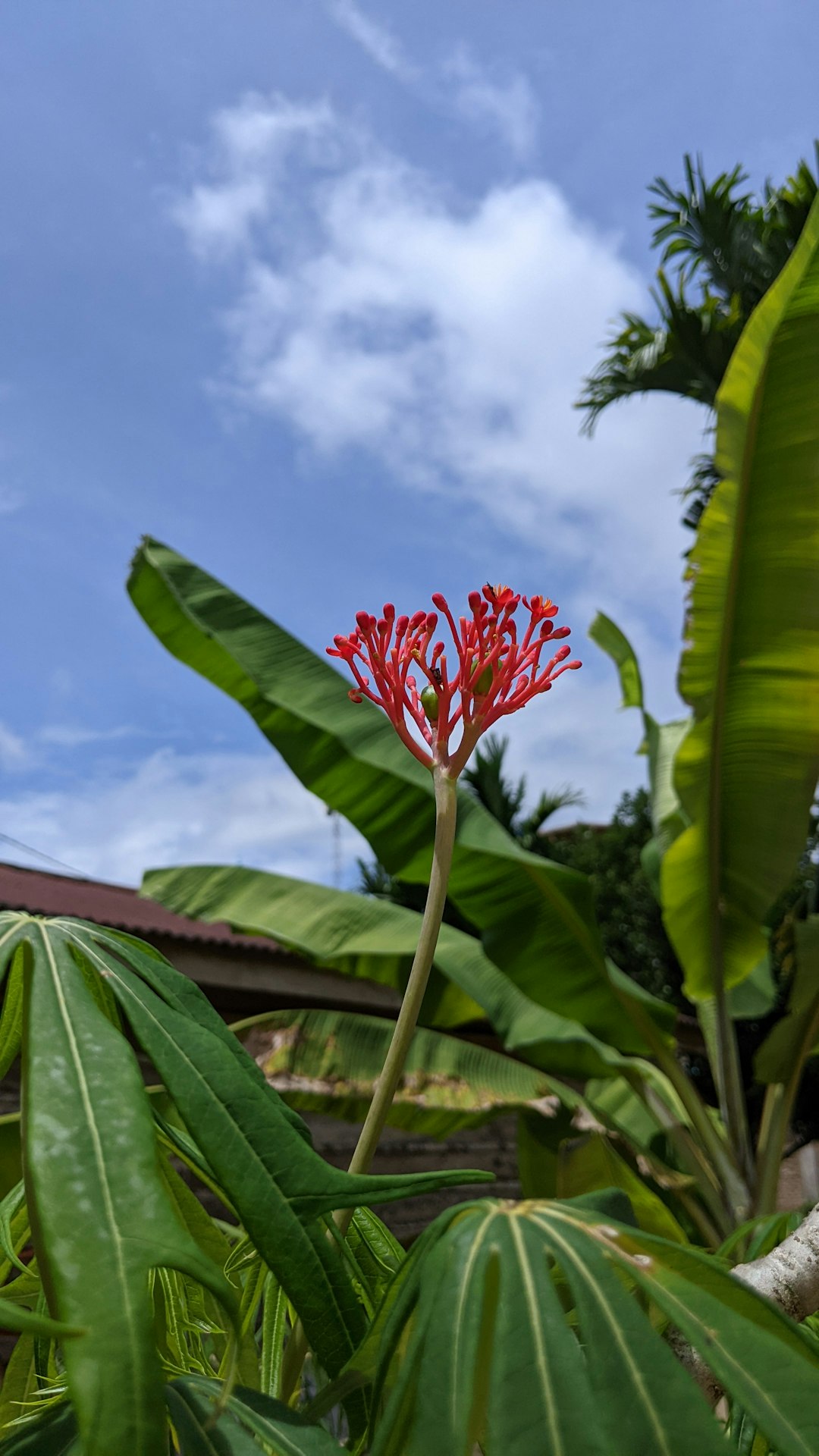 Tropics photo spot Guguak VIII Koto Indonesia
