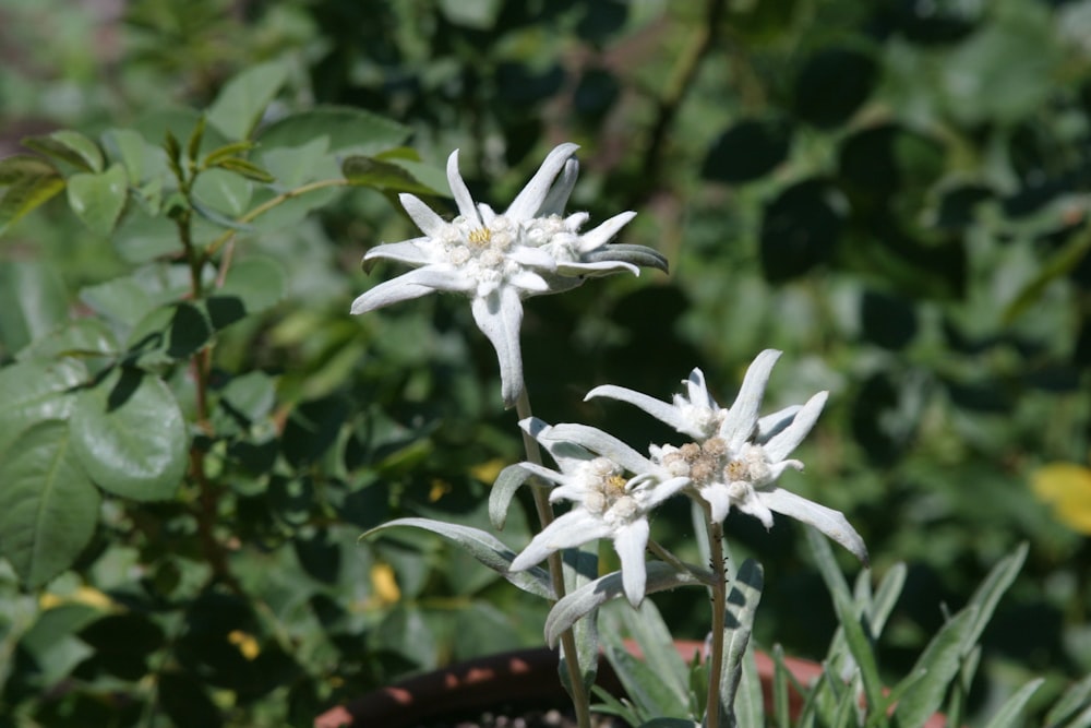 a close up of some white flowers in a pot