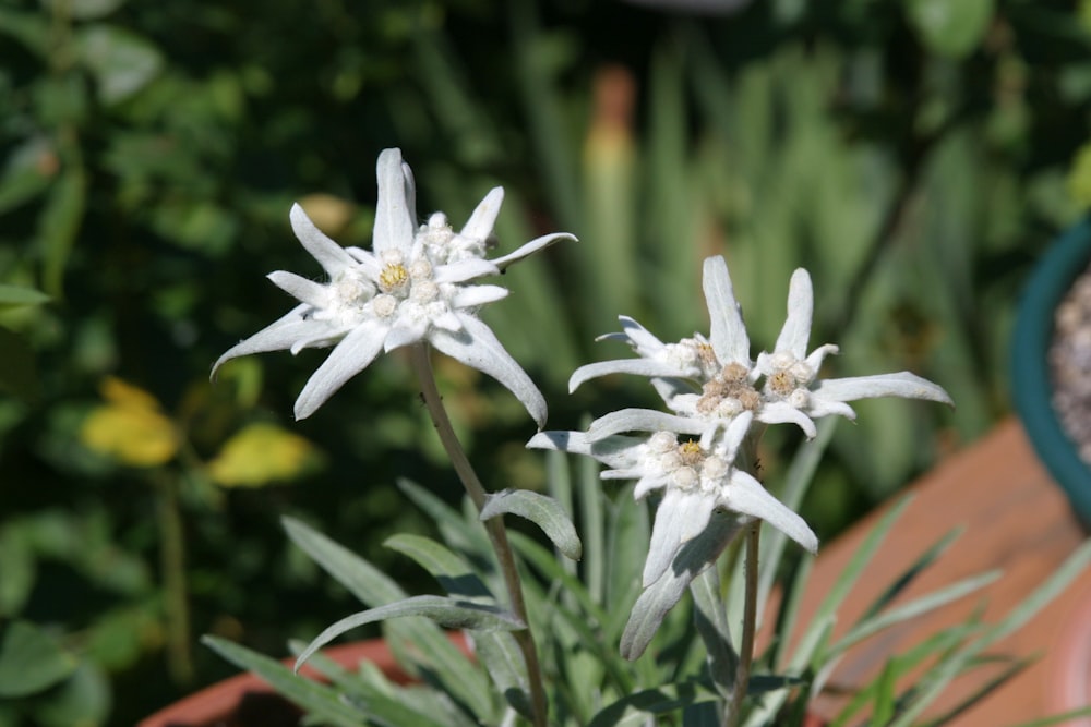 a couple of white flowers sitting on top of a wooden table