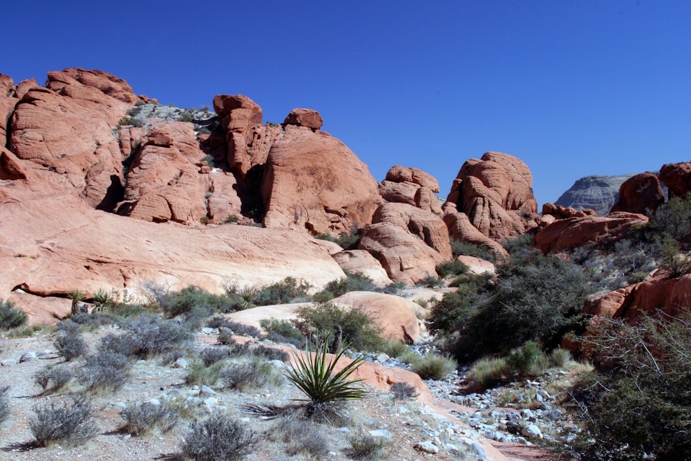 a rocky landscape with a cactus in the foreground