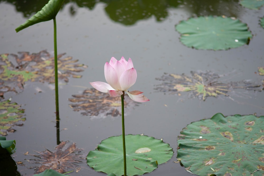 a pink flower sitting in the middle of a pond