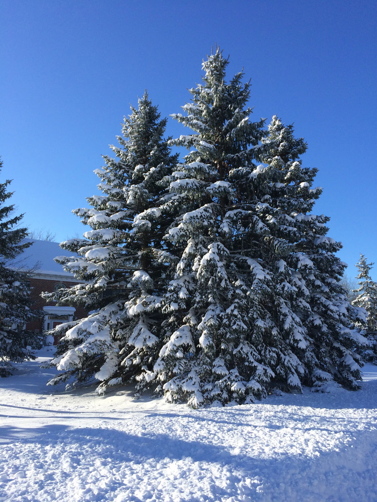 Snow-covered evergreen trees beneath a blue sky in Buffalo