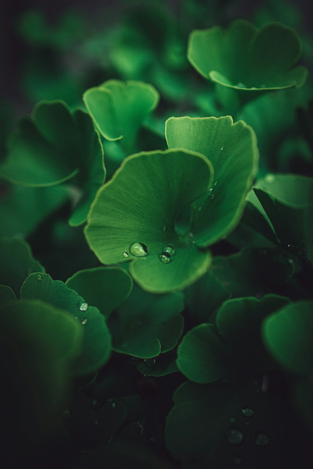 a group of green leaves with water drops on them