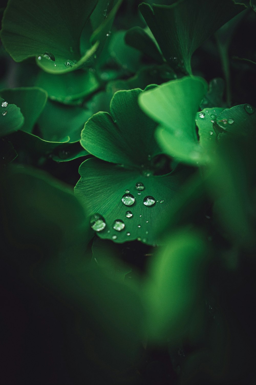 a green plant with water droplets on it