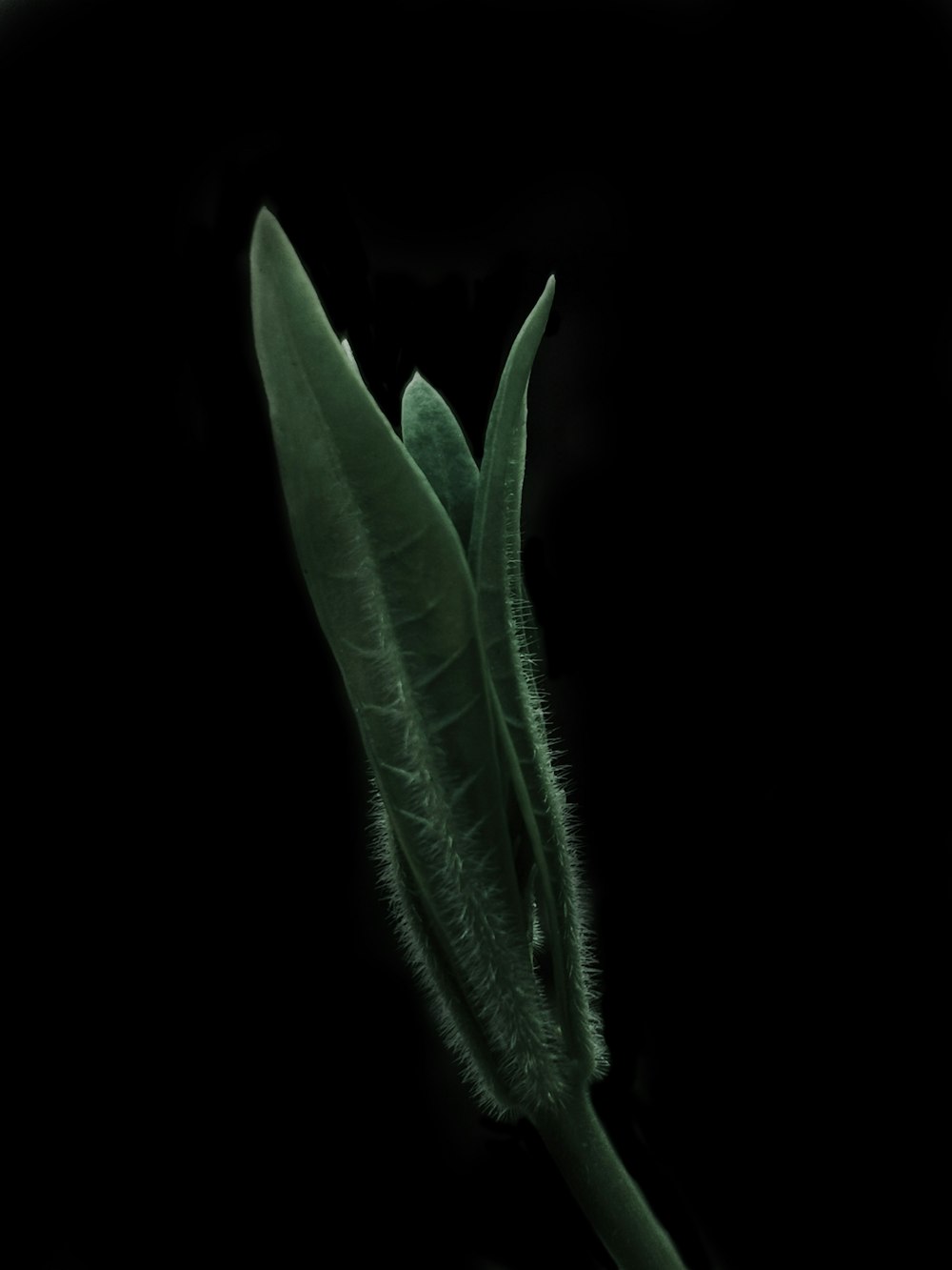 a close up of a leaf on a black background