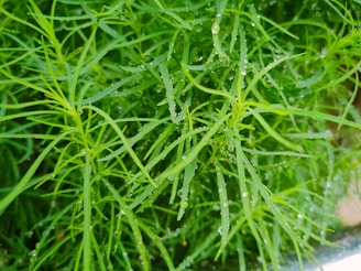 A close-up of vibrant green leaves glistening with dew.