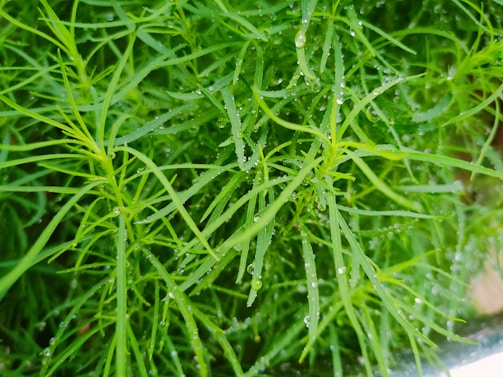 A close-up of vibrant green leaves glistening with dew.