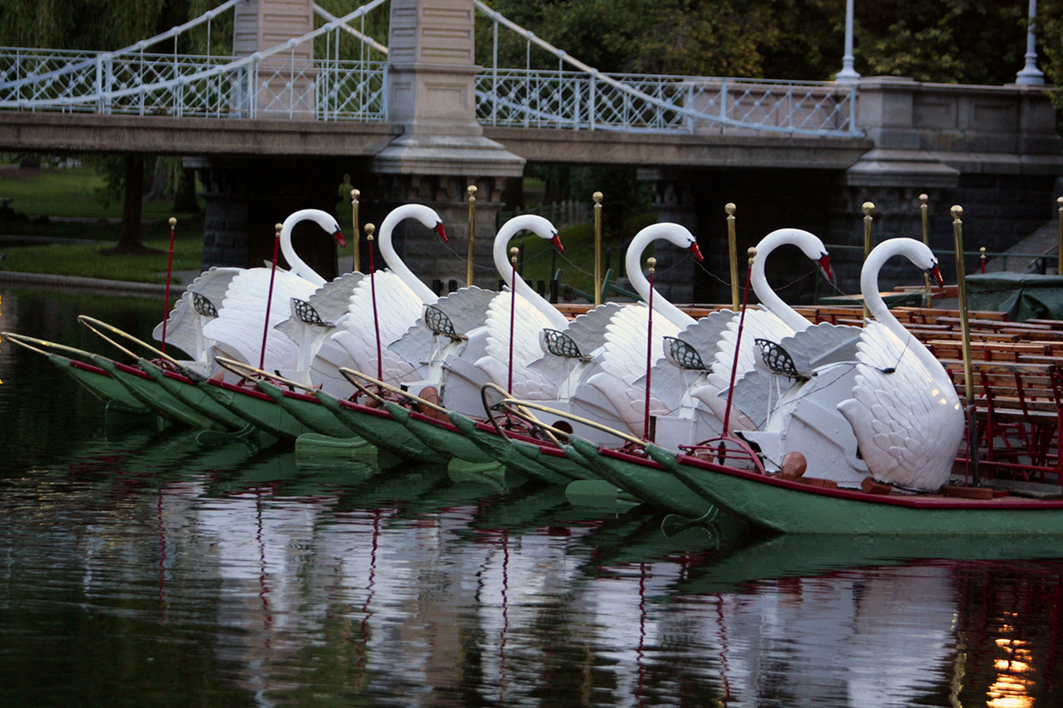 Swan Boats