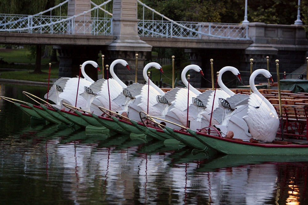 une rangée de cygnes assis au sommet d’un lac