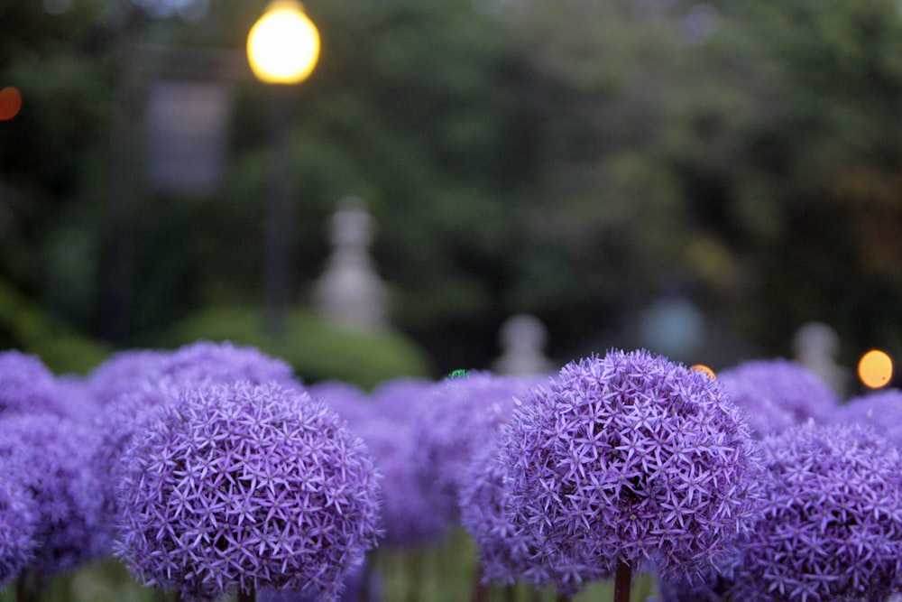 a bunch of purple flowers in a field