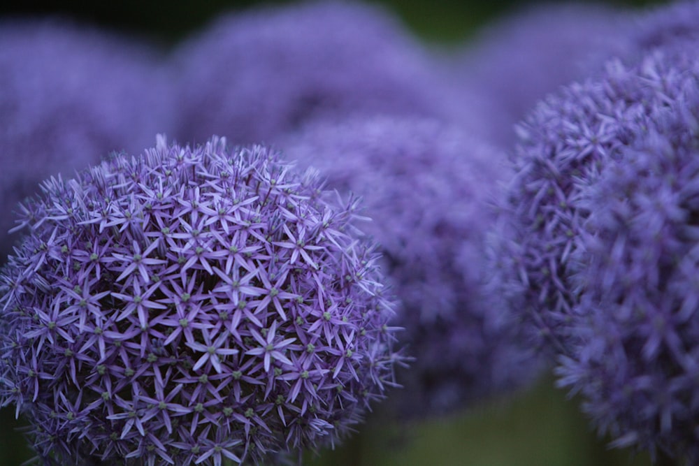 a bunch of purple flowers that are in the grass