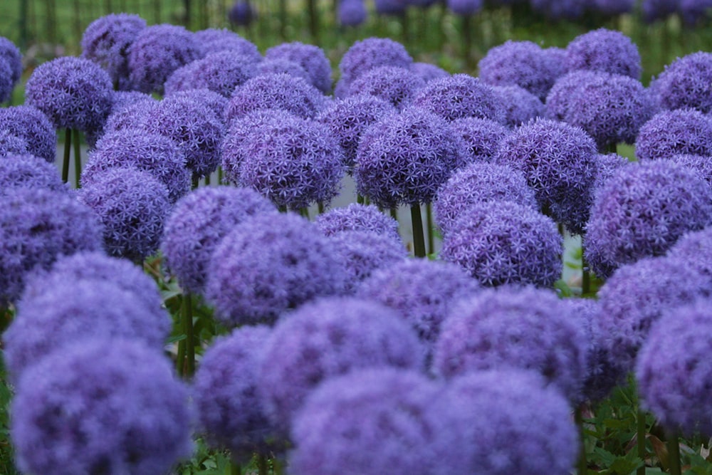 a bunch of purple flowers in a field