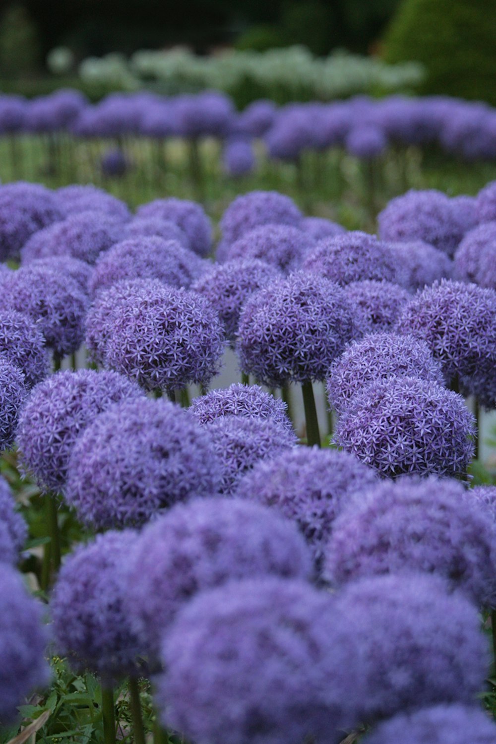 a field of purple flowers in a garden