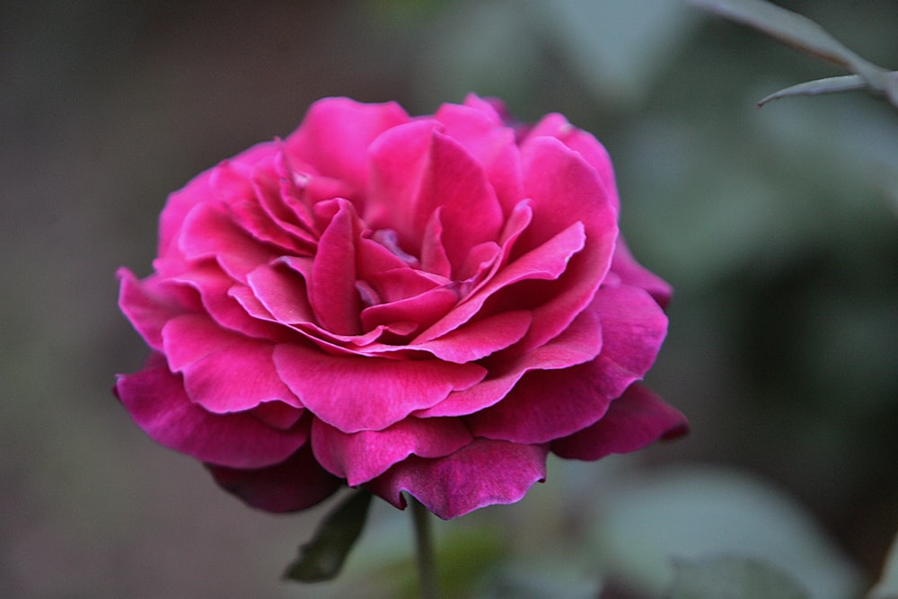 a pink flower with green leaves in the background