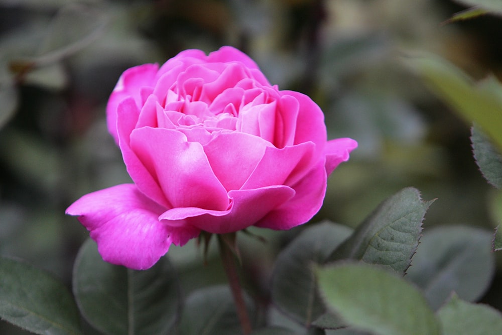 a pink rose is blooming in a garden