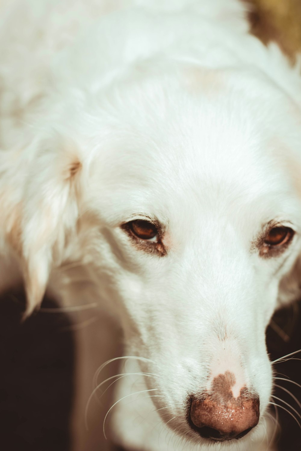 a close up of a white dog with brown eyes