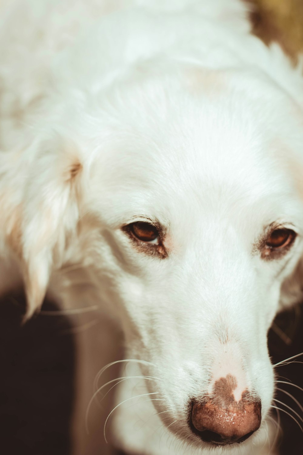 Nahaufnahme eines weißen Hundes mit braunen Augen