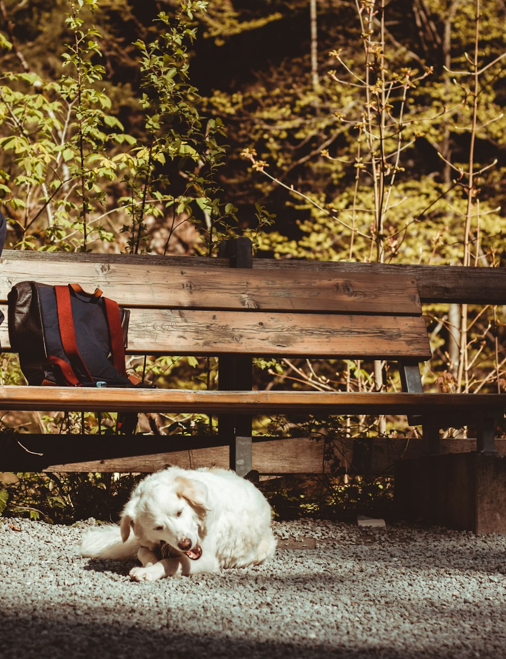 a dog laying on the ground next to a bench