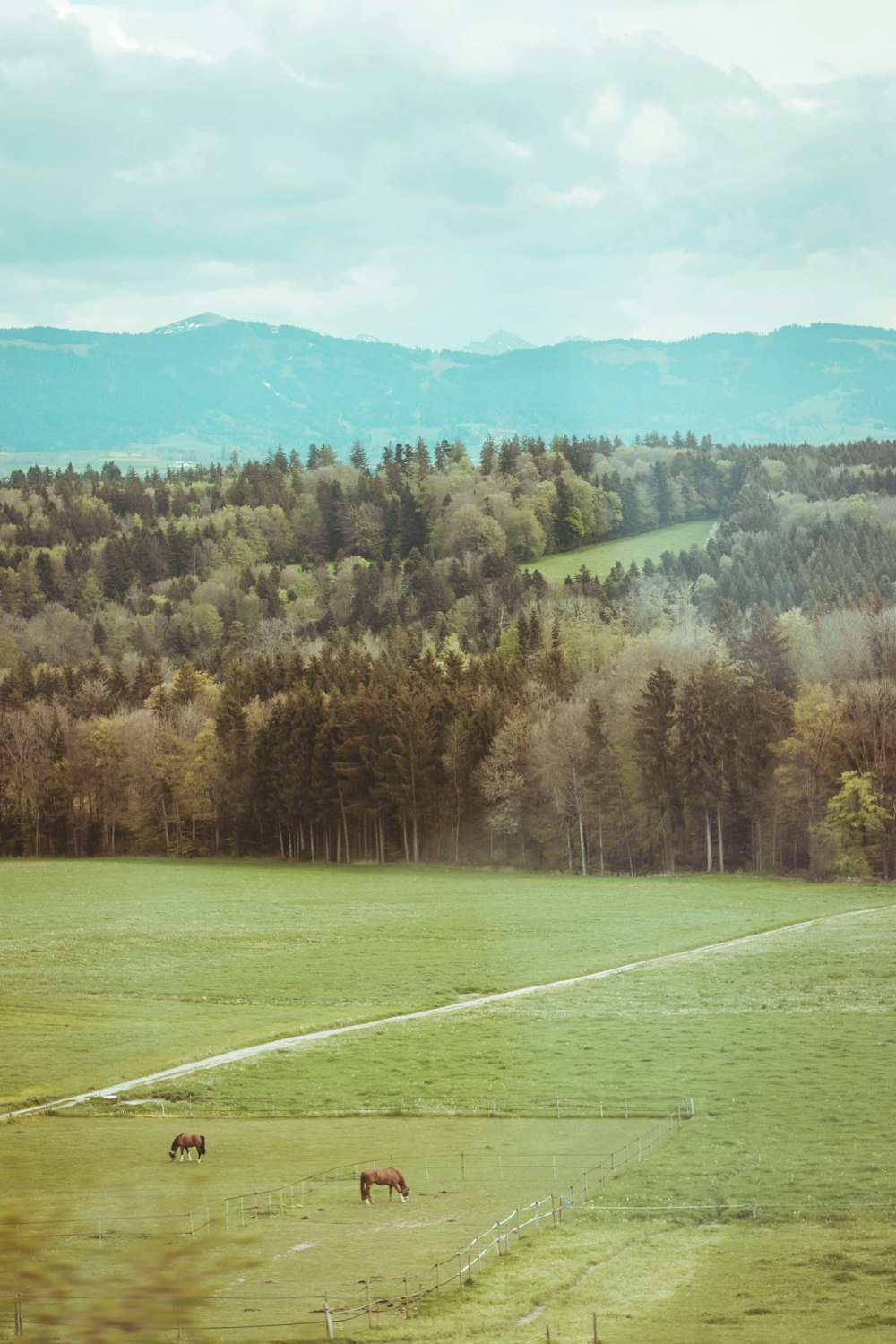 horses grazing in a field with mountains in the background