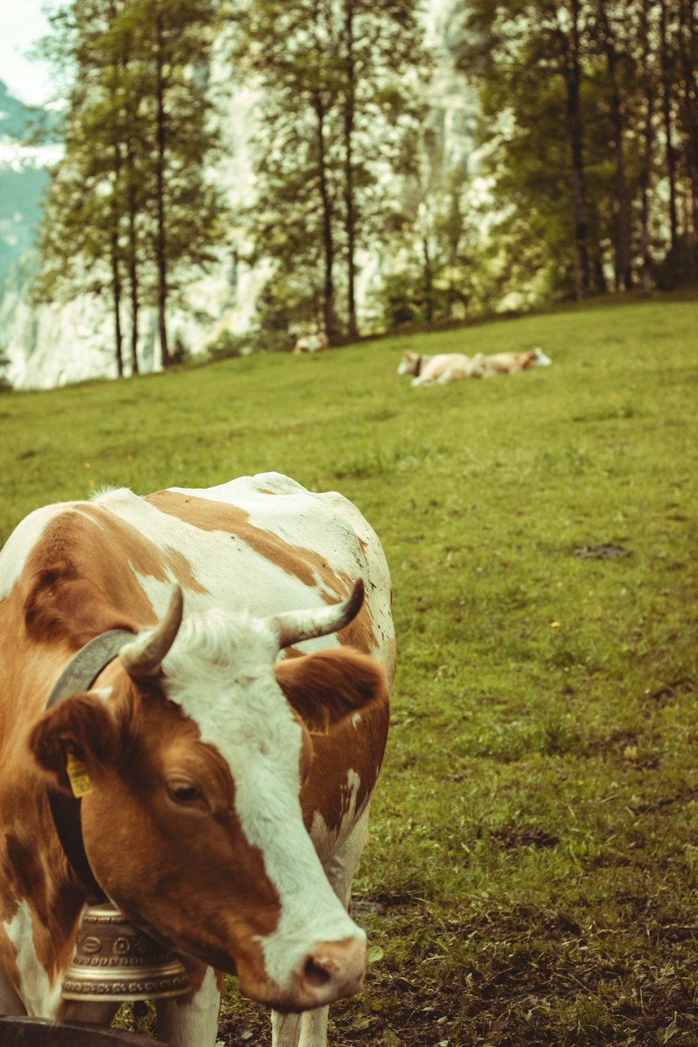 a brown and white cow standing on top of a lush green field