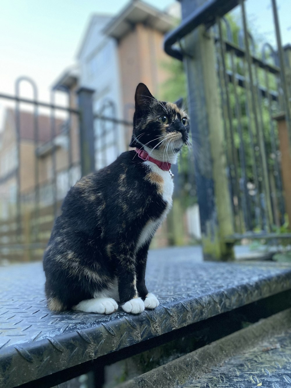 a black and white cat sitting on top of a wooden bench