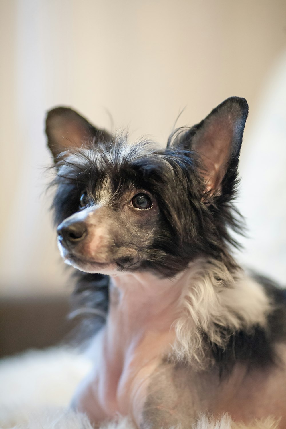 a small black and white dog sitting on a bed