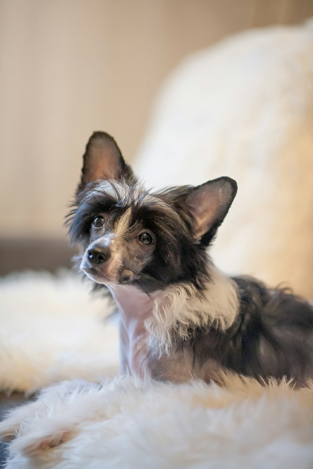 a small dog sitting on top of a white rug