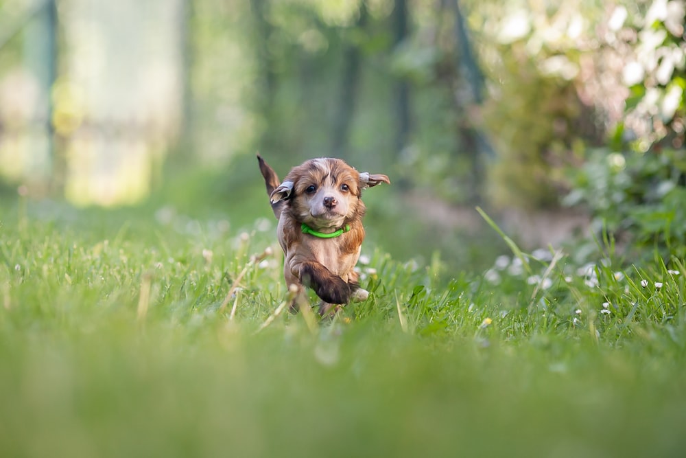 a small brown dog running through a lush green field
