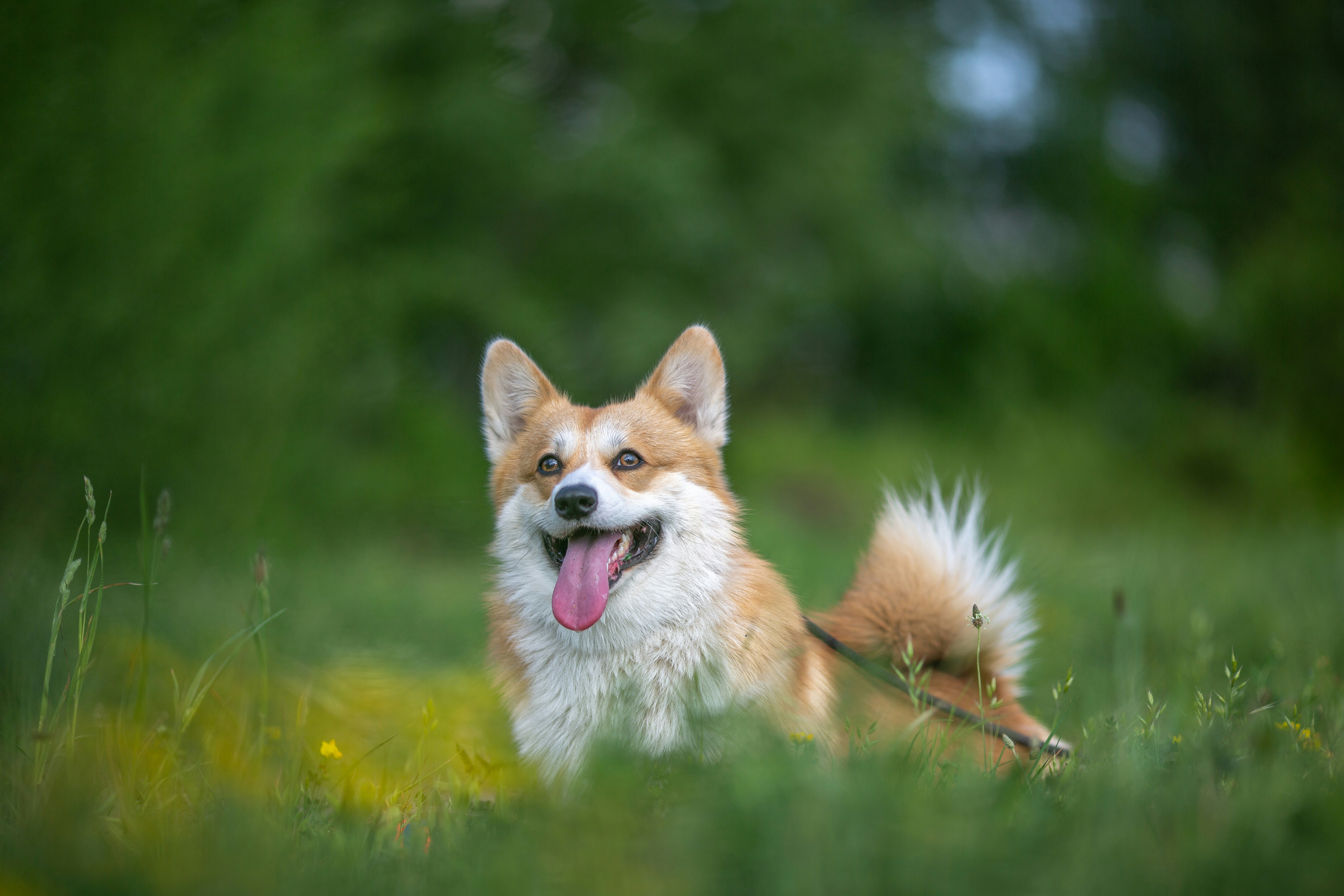 A smiling corgi, standing in tall grass.