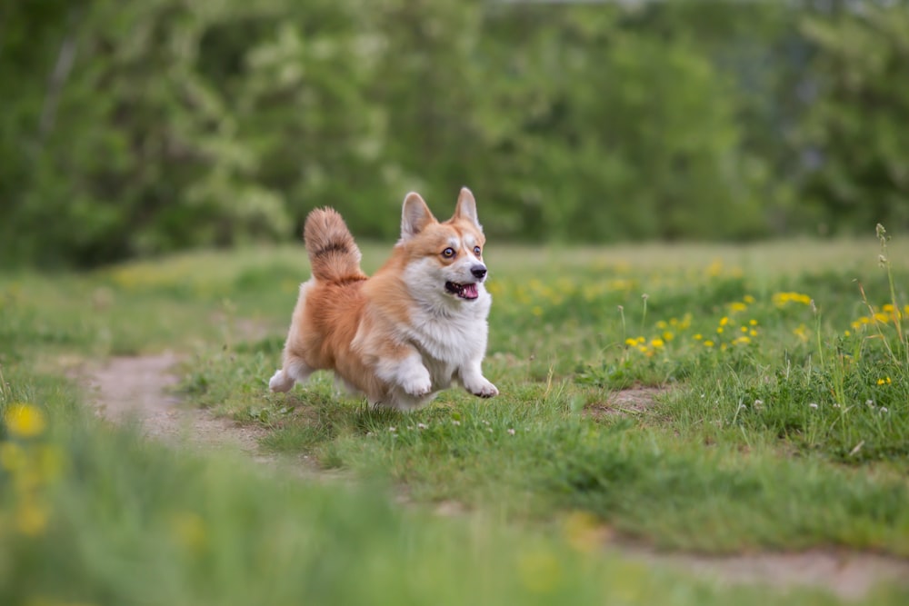 a brown and white dog running across a grass covered field