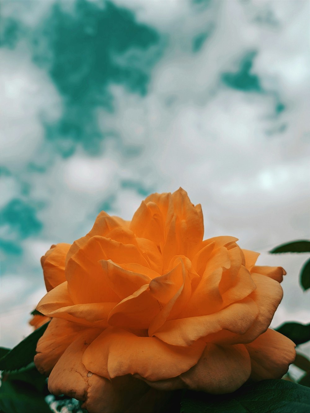 a large orange flower sitting on top of a green plant