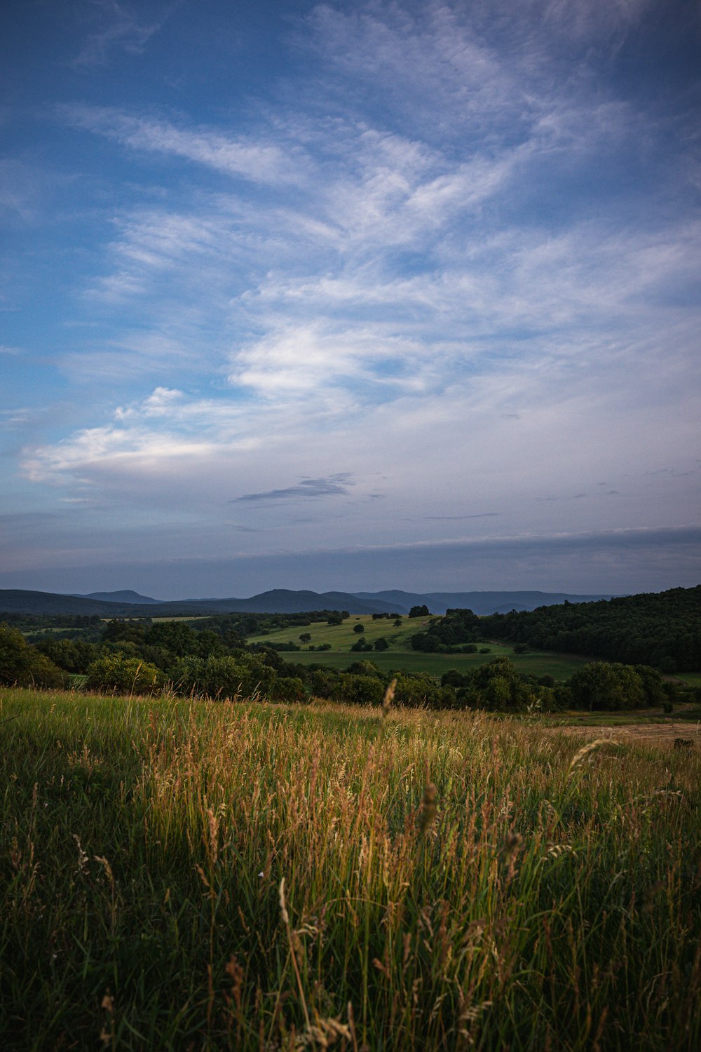 a field of grass with a blue sky in the background