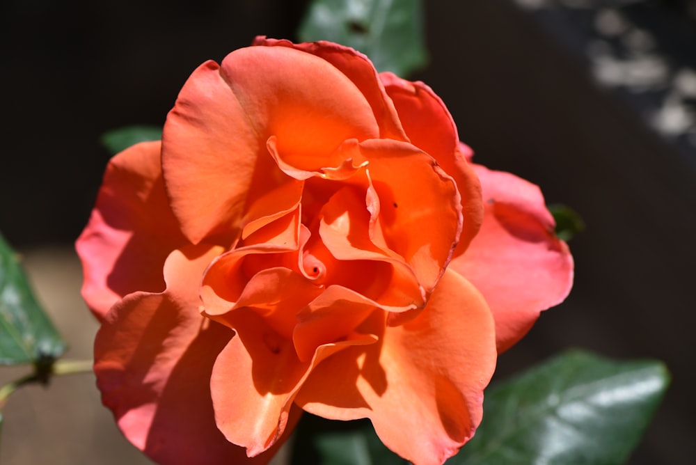 a close up of an orange flower with green leaves