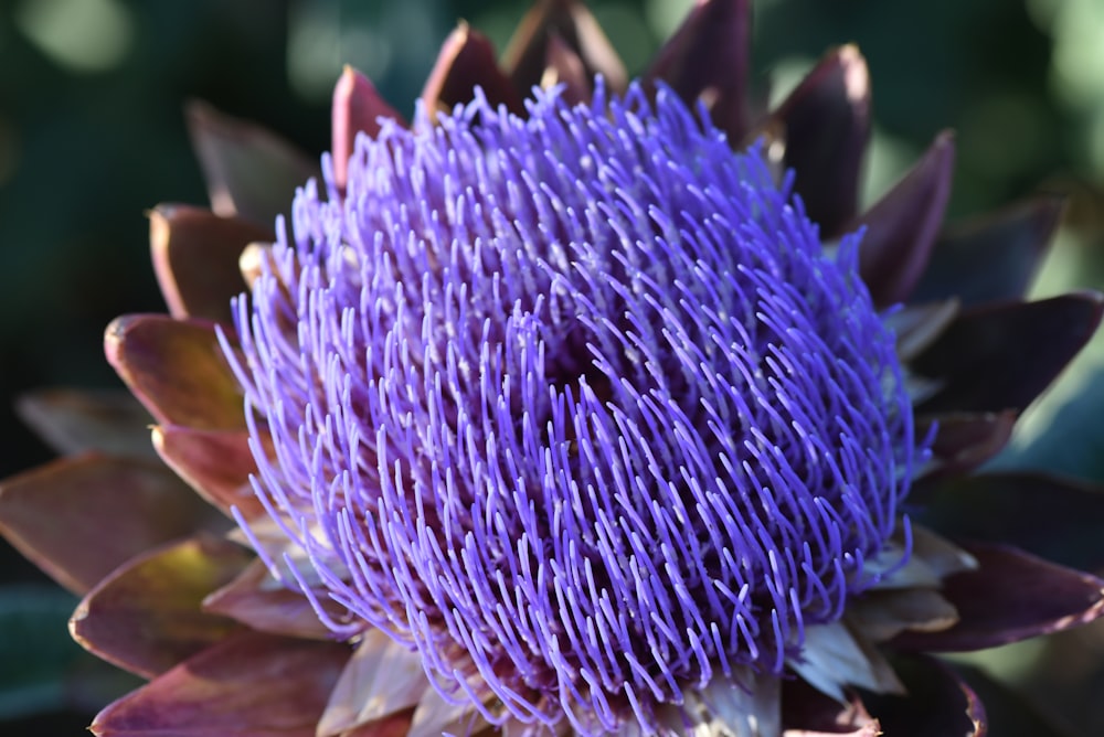 a close up of a purple flower with leaves