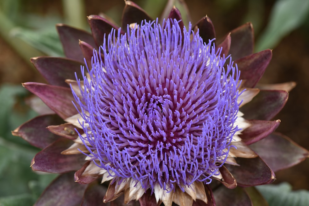 a close up of a purple flower with green leaves