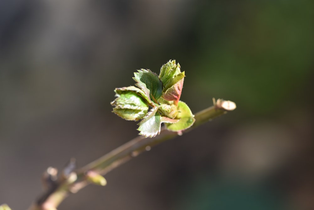 a close up of a flower bud on a twig