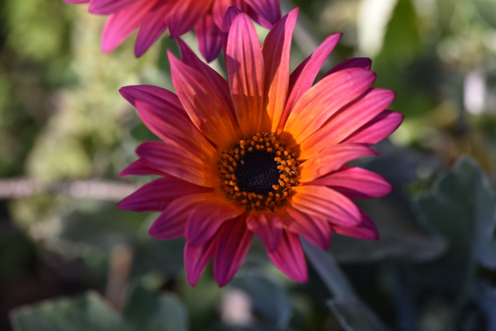 a close up of a pink and orange flower