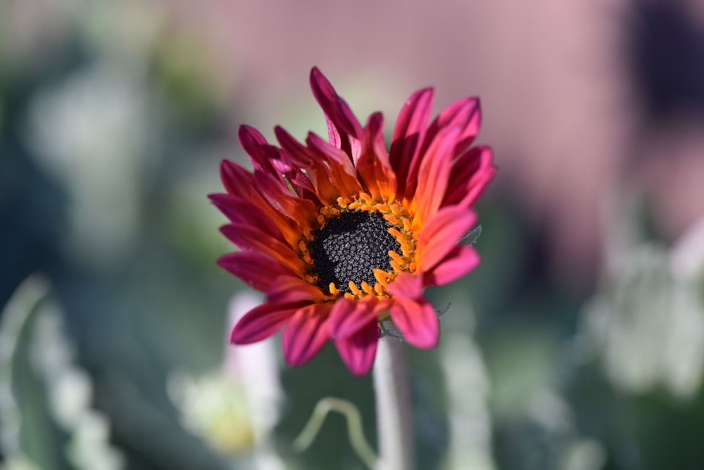 a close up of a flower with a blurry background