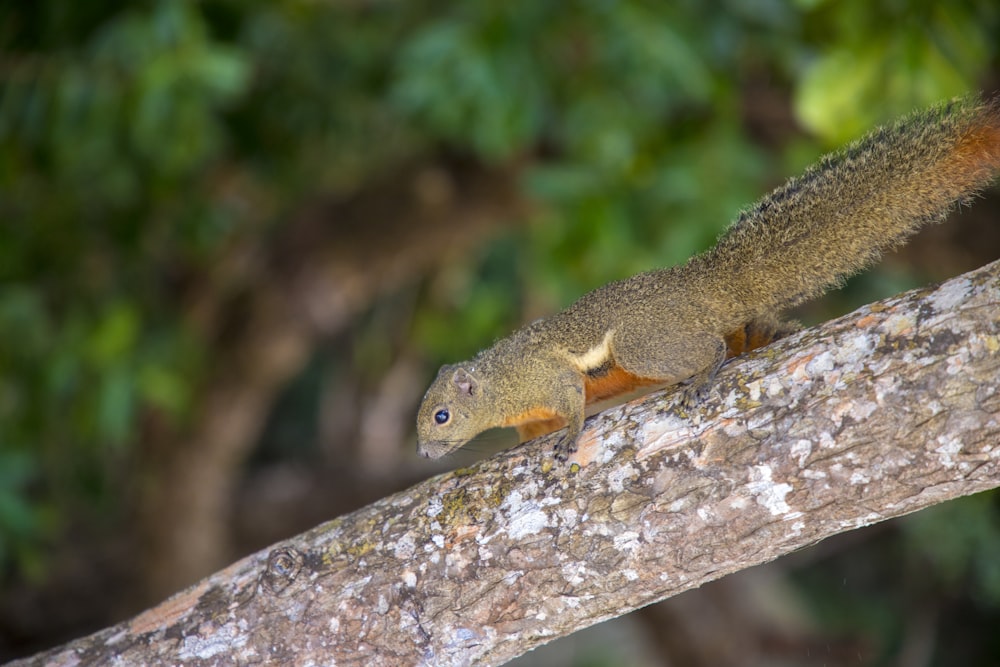 a squirrel is sitting on a tree branch