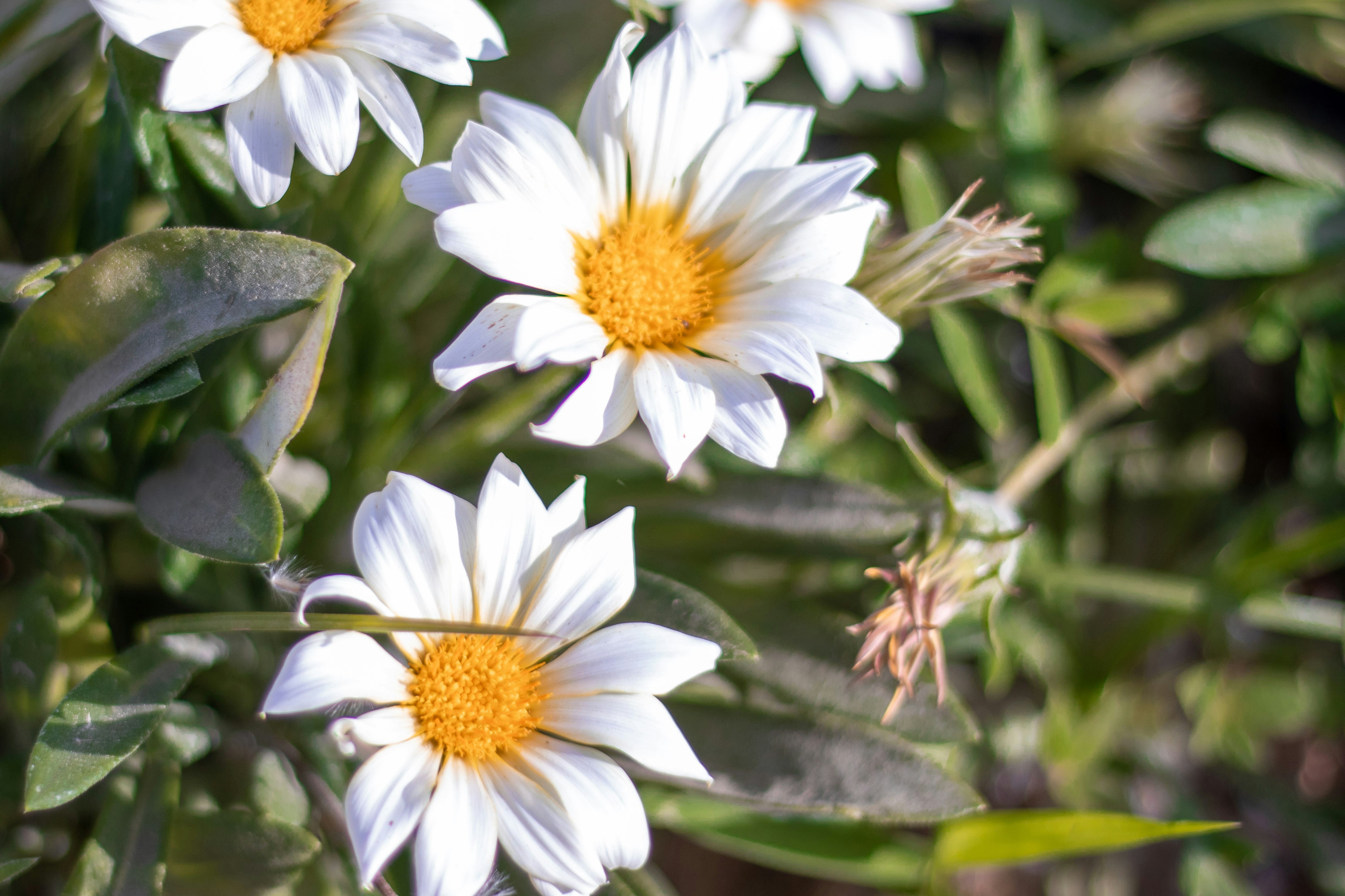 Photo by iraqienkidu