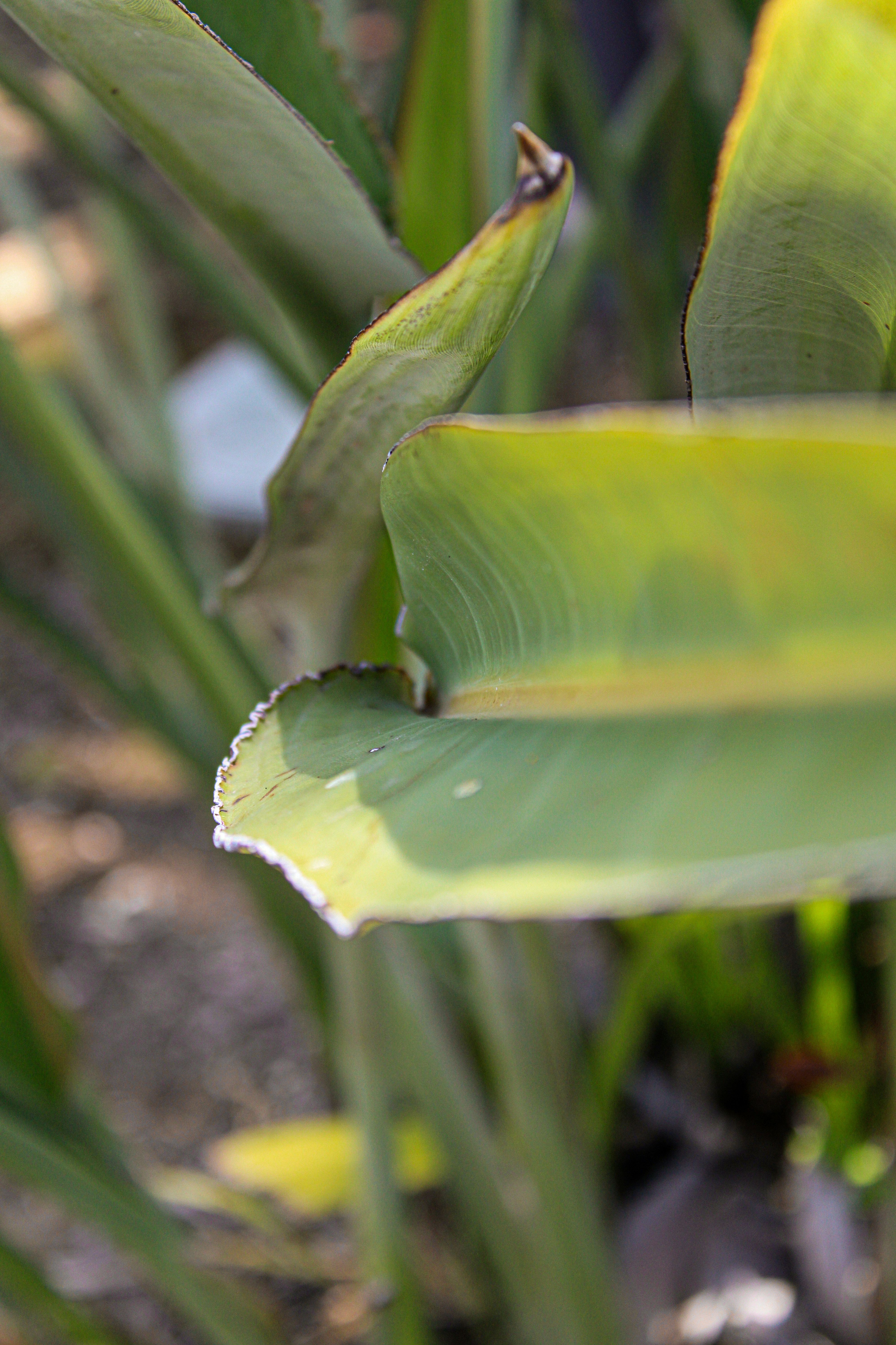 a close up of a plant with green leaves