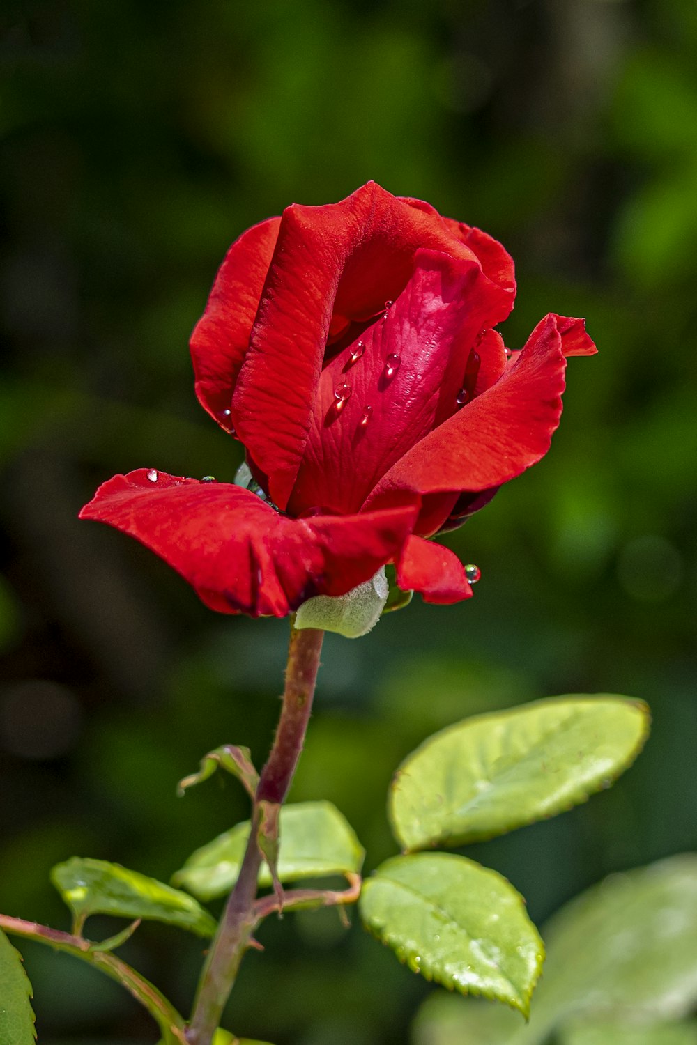una rosa rossa con gocce d'acqua su di essa