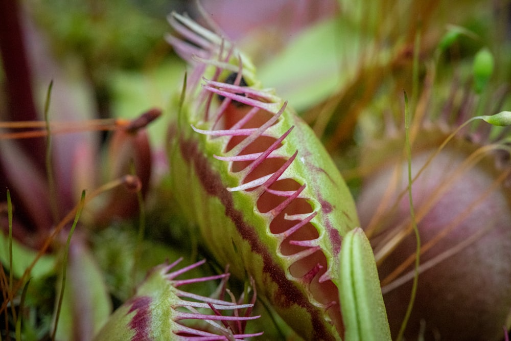 a close up of a flower on a plant